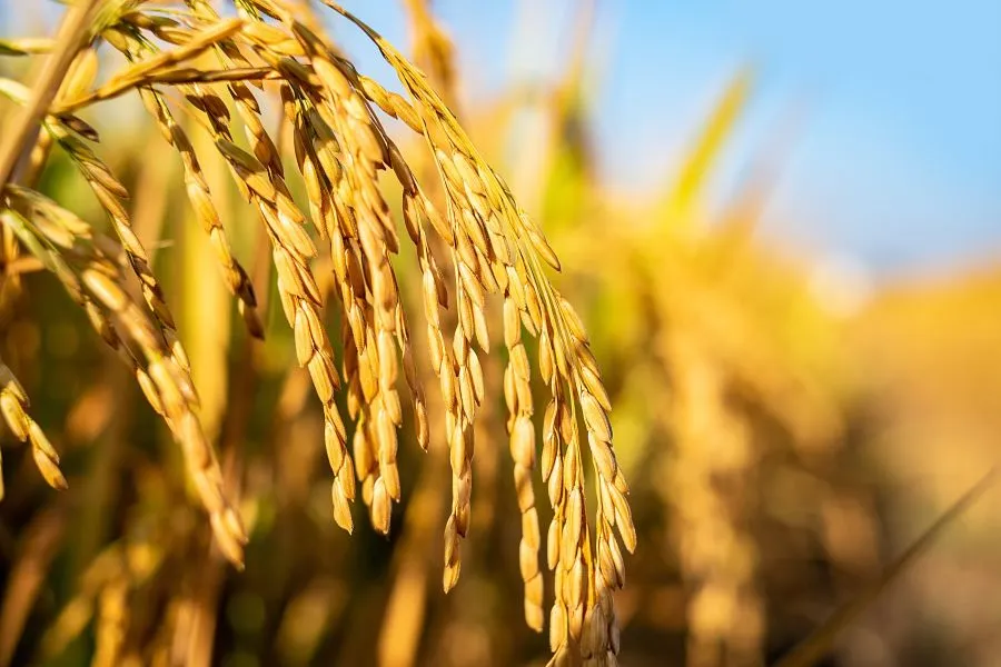 rice plant up close ready for harvest